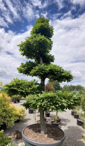Fagus sylvatica bonsai 